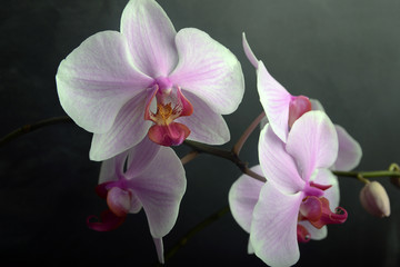 Purple orchid #4