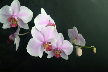 Orchidea Phalaenopsis © Людмила Короткова
