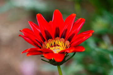 Red Flower in Honduras