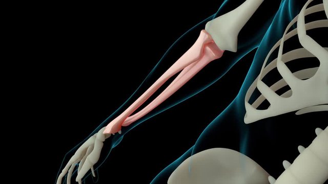 3d rendered footage of skeleton structure with injured bones. Bone pain is shown by red glow. Pain in arm section.