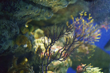 Fototapeta na wymiar Underwater world is colorful and soft