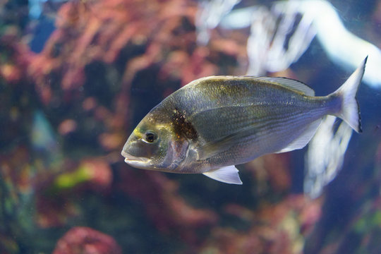 Image of rubberlip grunt fish under water