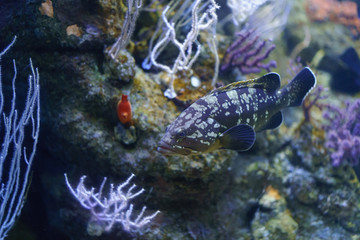 Dusky grouper fish underwater image