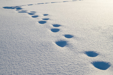 Winter Background with Snow Cover and Human Footprint Path
