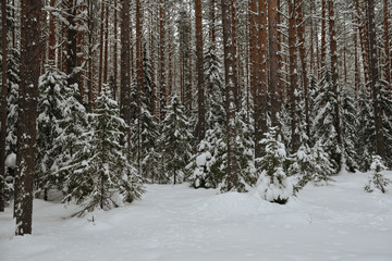 Winter in the wildwood.