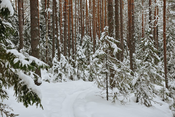 Fototapeta premium Winter in the wildwood.