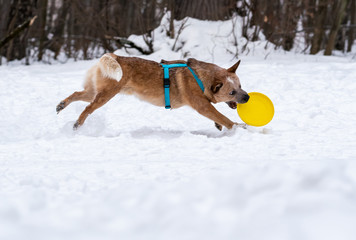 Red dog on the snow catches a bright yellow disk