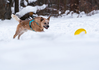 Red dog on the snow catches a bright yellow disk