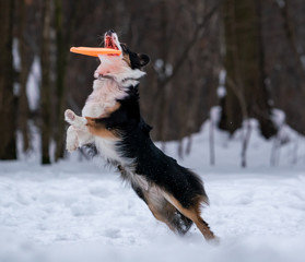 Dog border collie catches orange disc in the snow