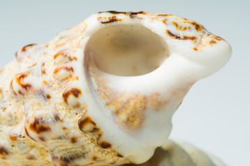 shell