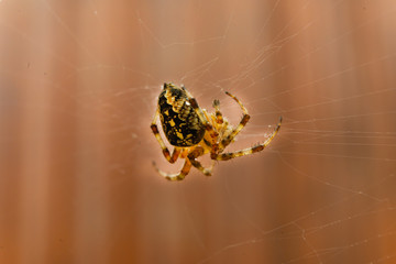 Close up of a spider in the middle of his web.