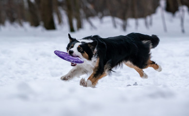Dog border collie catches purple disc in the snow