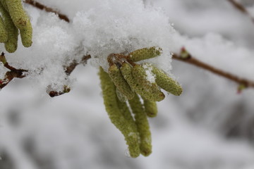 Makro Zweig 