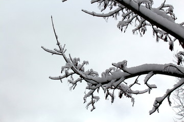 Obraz premium Schneebedeckter Ast