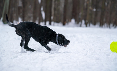 The dog metis cane corso catches a bright yellow disc in the snow