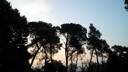Fototapeta na wymiar silhouette di alberi al tramonto