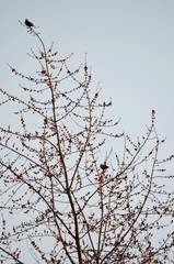 Birds in Tree