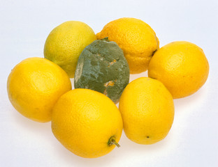 Verschimmelte Zitrone