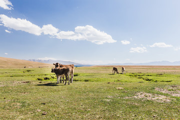 Cattle grazing in a valley in Kochkor Kyrgyzstan