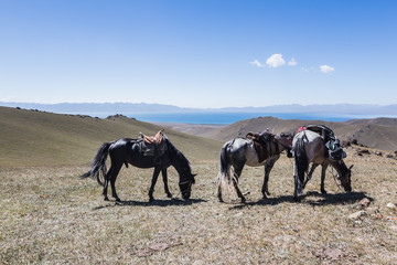 Fototapeta na wymiar Horses grazing in a valley in Kochkor Kyrgyzstan