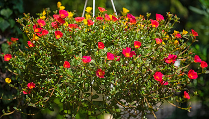 Portulaca pilosa or Portulaca grandiflora in the garden