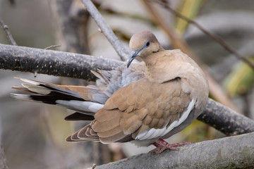 White-winged Dove (ZENAIDA asiatica)