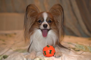 dog on white background
