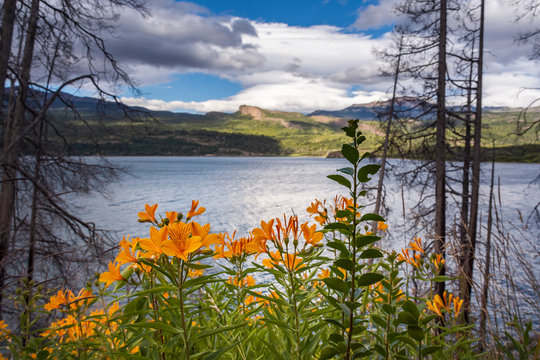 Amancay wildflowers in Patagonia