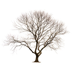 Isolated tree without leaves on white background.