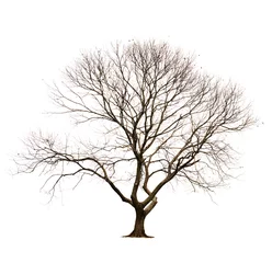 Gordijnen Isolated tree without leaves on white background. © DoubletreeStudio
