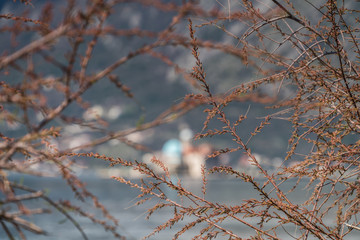 Shrubs in front of defocused basilica of Our Lady of the Rocks