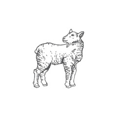 Lamb Hand Drawn Vector Illustration. Abstract Domestic Animal Sketch. Engraving Style Drawing.