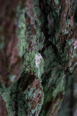 Closeup of green and brown bark