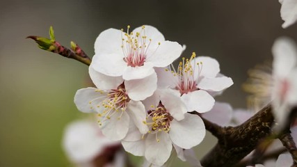 Closeup of apricot flowers on the tree branch