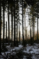 Fototapeta premium Sturmschäden im Wald
