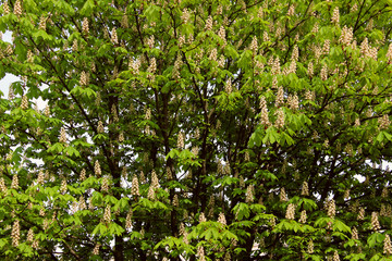 Abstract Nature Background. Botanical Beauty. Cropped Shot Of Chestnut Tree.
