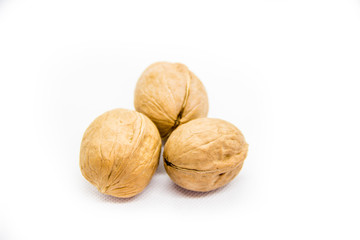  walnut in the campsite on white background