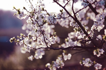 Blooming cherry tree. Blossoming branch of cherry tree against blurred  background. Purple blue toning. Evening light