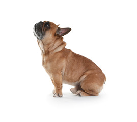 Obraz premium Cute French bulldog on white background. Funny pet