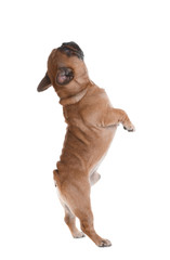 Obraz premium Cute French bulldog on white background. Funny pet