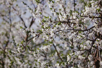Blooming cherry tree. Blossoming branch of cherry tree against the background of a blurred spring garden