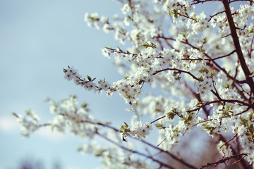 Blooming cherry tree. Blossoming branches of cherry tree against blurred cian background