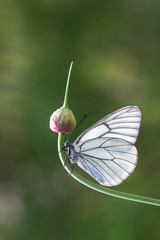 Pieridae / Alıç Kelebeği / Black-veined White / Aporia crataegi