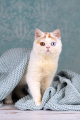 Britisch Kurzhaar Kitten Odd eyed in red Harlekin