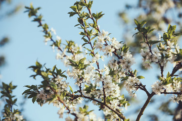 Blooming cherry tree. Blossoming branches of cherry tree against blurred sky cian background. Evening light. Toning