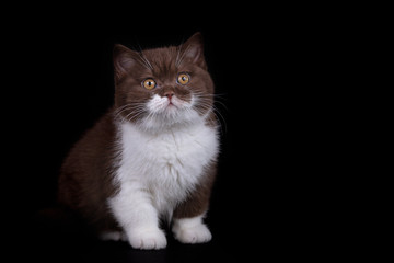 BKH und BLH Kitten auf schwarzem Hintergrund - edel