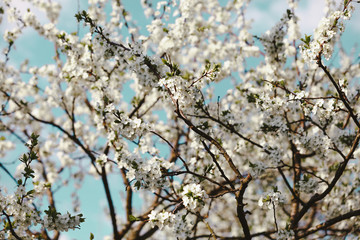 Blooming cherry tree. Blossoming branches of cherry tree against blurred sky cian background
