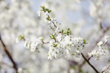 Blooming cherry tree. Flowering branch of cherry tree with white flowers close up against blurred spring garden background. Daylight