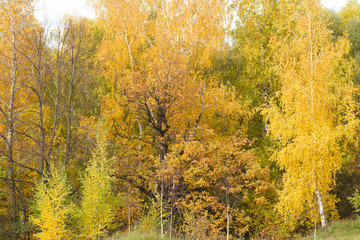 Fototapeta na wymiar autumn forest