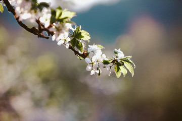 Blooming cherry tree. Lonly blossoming branch of cherry tree against blurred background. Evening light
